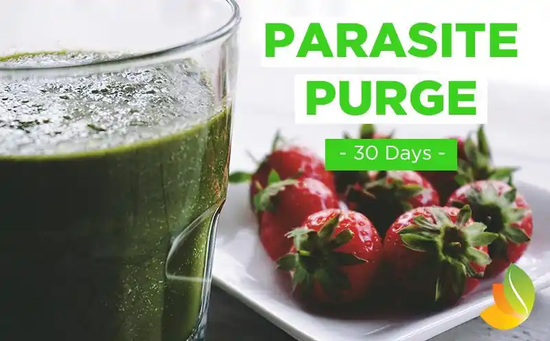 Parasite Purge - 1 Month Coaching Guide Best Choice