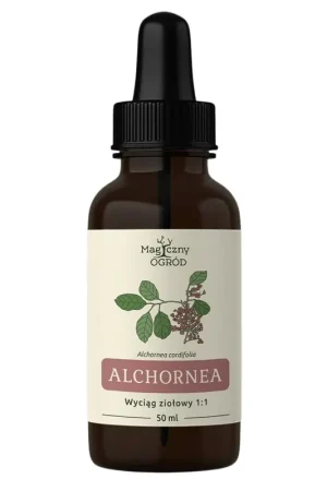 Today Only Nanga Alchornea Cordifolia Herbal Extract 1 1 for External Use - 50 ml