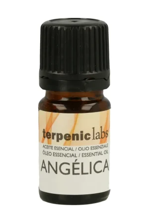 Angelica Essential Oil 5 ml of essential oil Terpenic Factory Price
